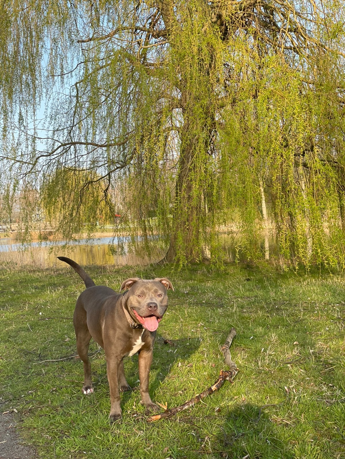 Amerikaanse Stafford teefje, Dieren en Toebehoren, 6 jaar of ouder, Teef, Groot, Eén hond