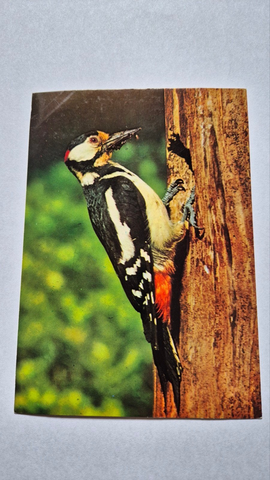 Foto ansichtkaart grote bonte specht, Ophalen of Verzenden, 1960 tot 1980, Ongelopen, Vogel