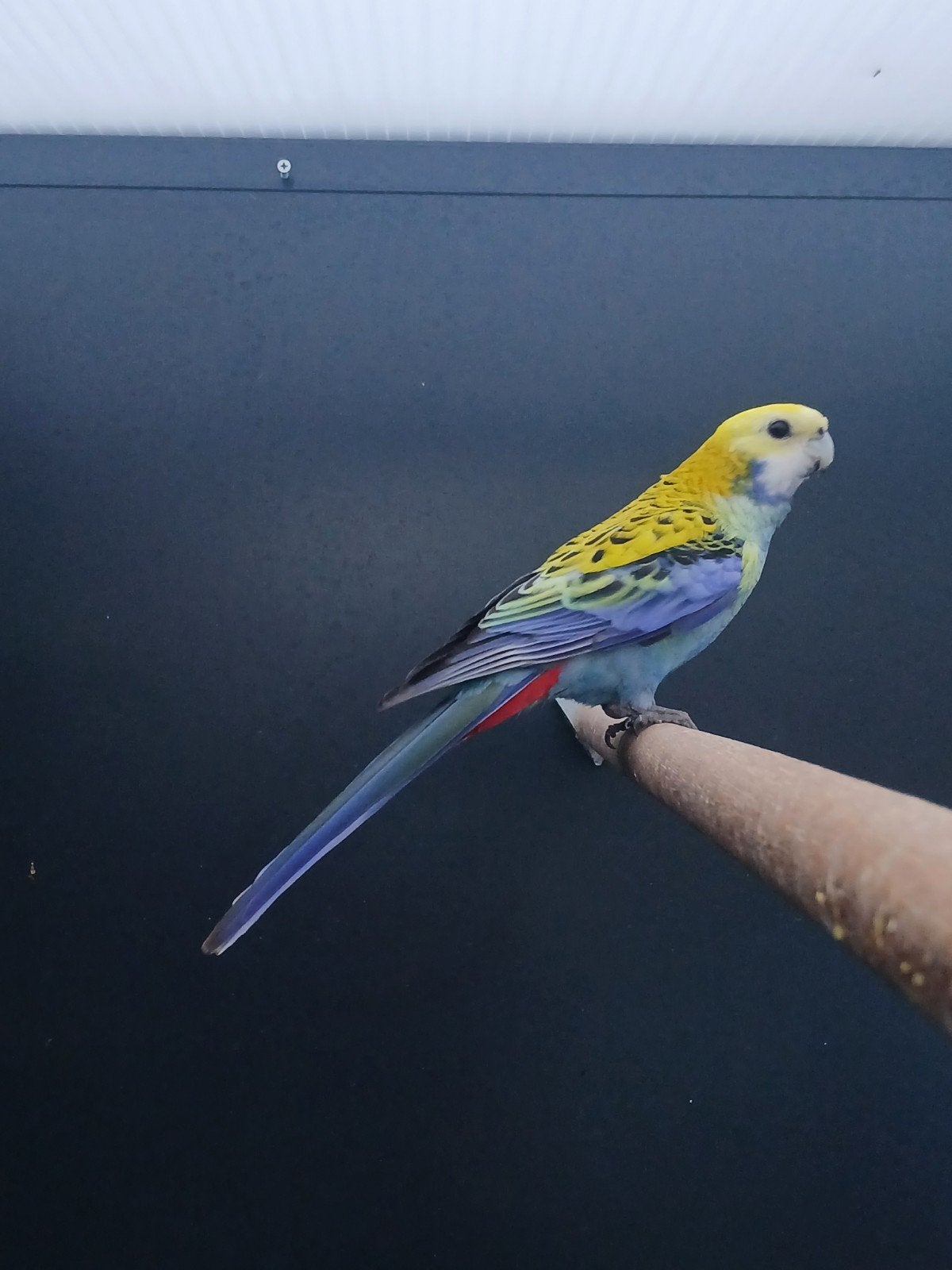 Koppel bleekkop rosella's, Dieren en Toebehoren, Meerdere dieren, Parkiet, Geringd