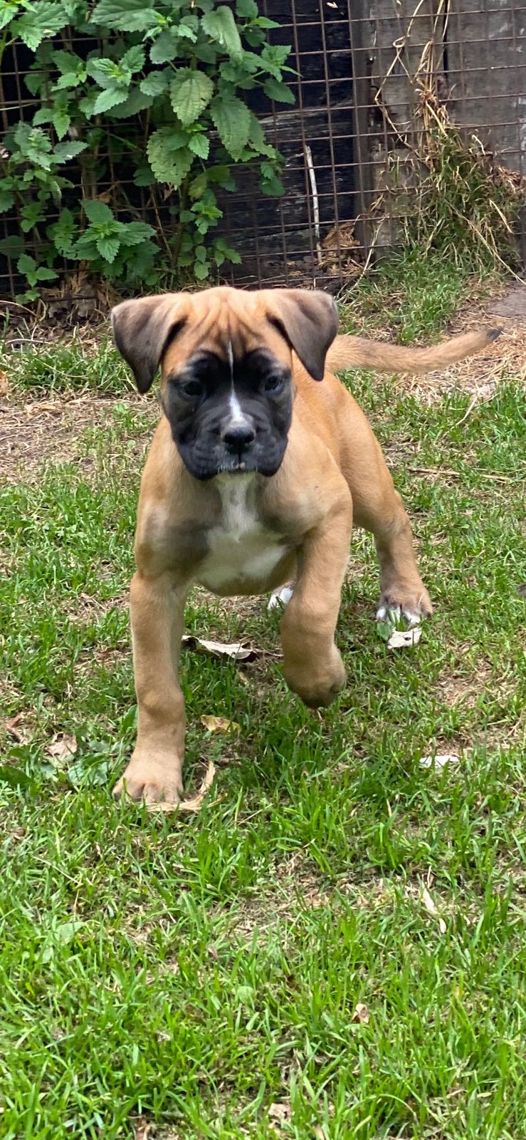 Boxer teefjes pups zoeken een gouden mandje, Overige rassen, 8 tot 15 weken, Teef, Eén hond