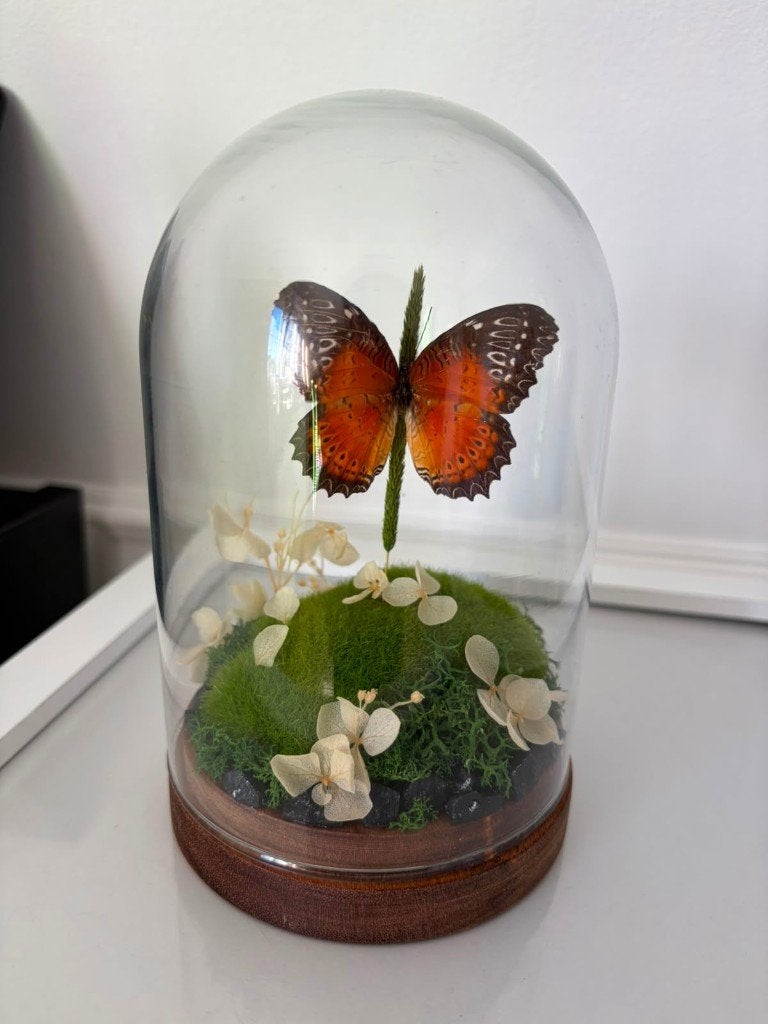Vlinder in stolp, Ophalen of Verzenden, Zo goed als nieuw, Insect, Opgezet dier