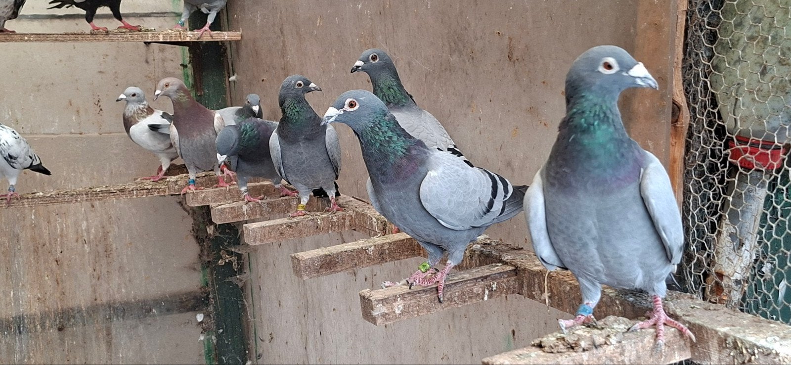 postduiven, kropper, Meerdere dieren