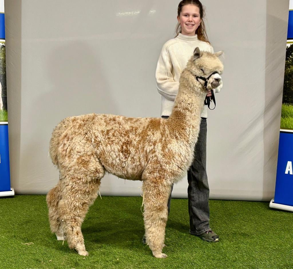 Drachtige Alpaca merrie (Appaloosa genen!), Juni, Vrouwelijk