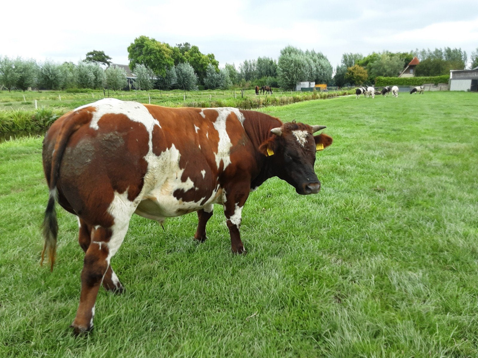 dikbil  stieren 1  niewe fotos, Dieren en Toebehoren, Runderen, Mannelijk