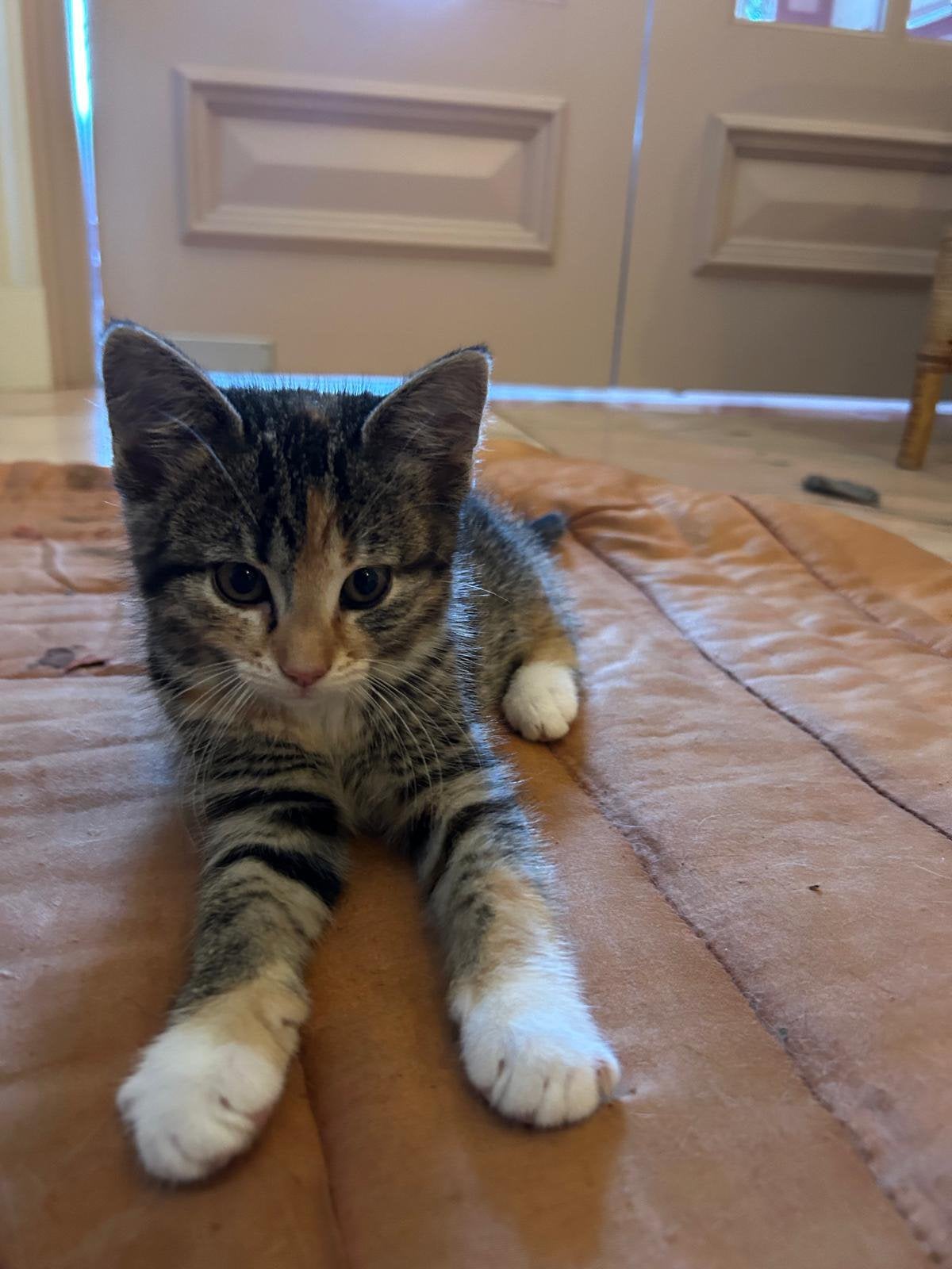 Kittens (rood en driekleur), Meerdere dieren, Kortharig, 0 tot 2 jaar