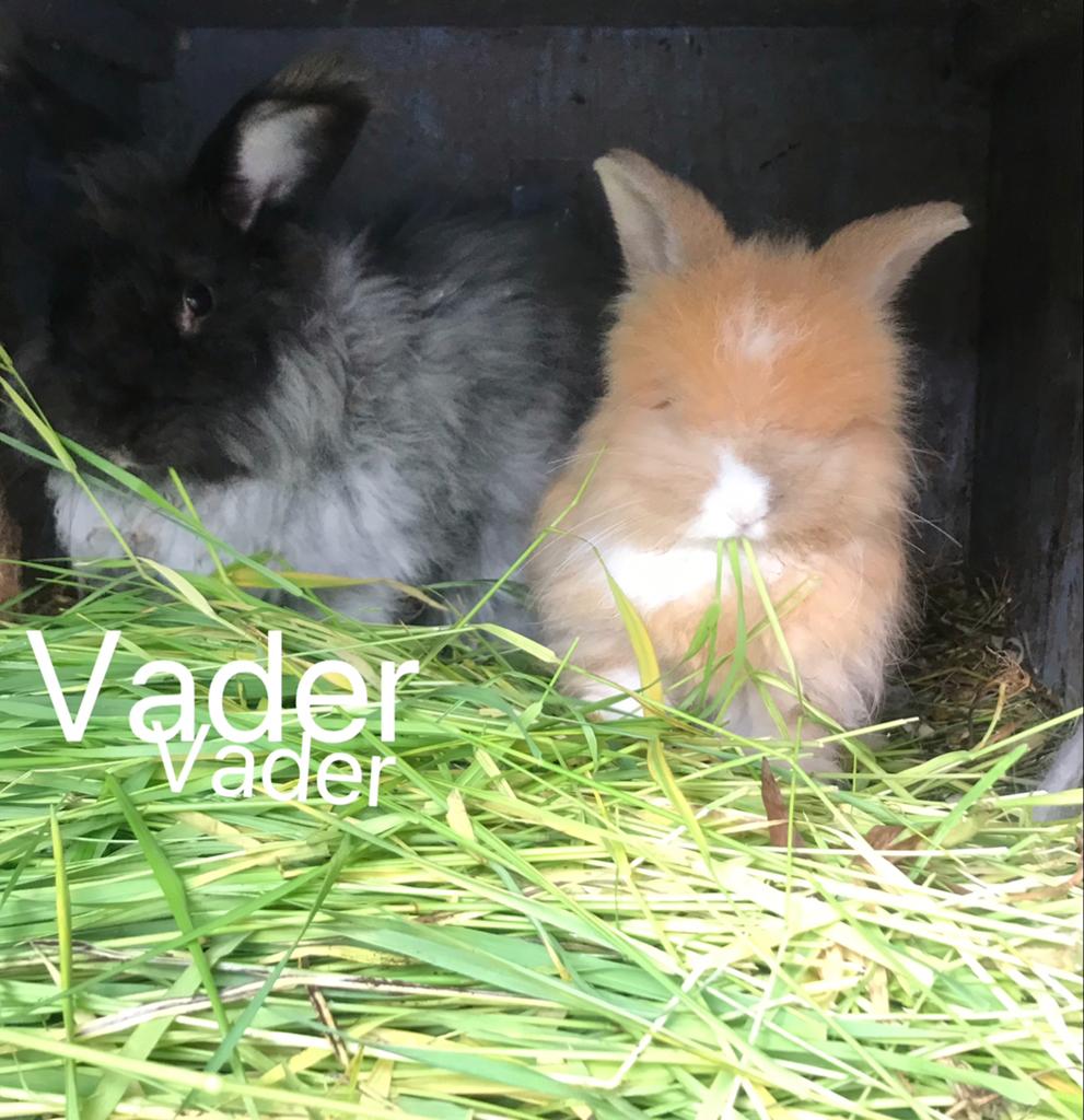 Angora konijn 2 maanden oud mannetje