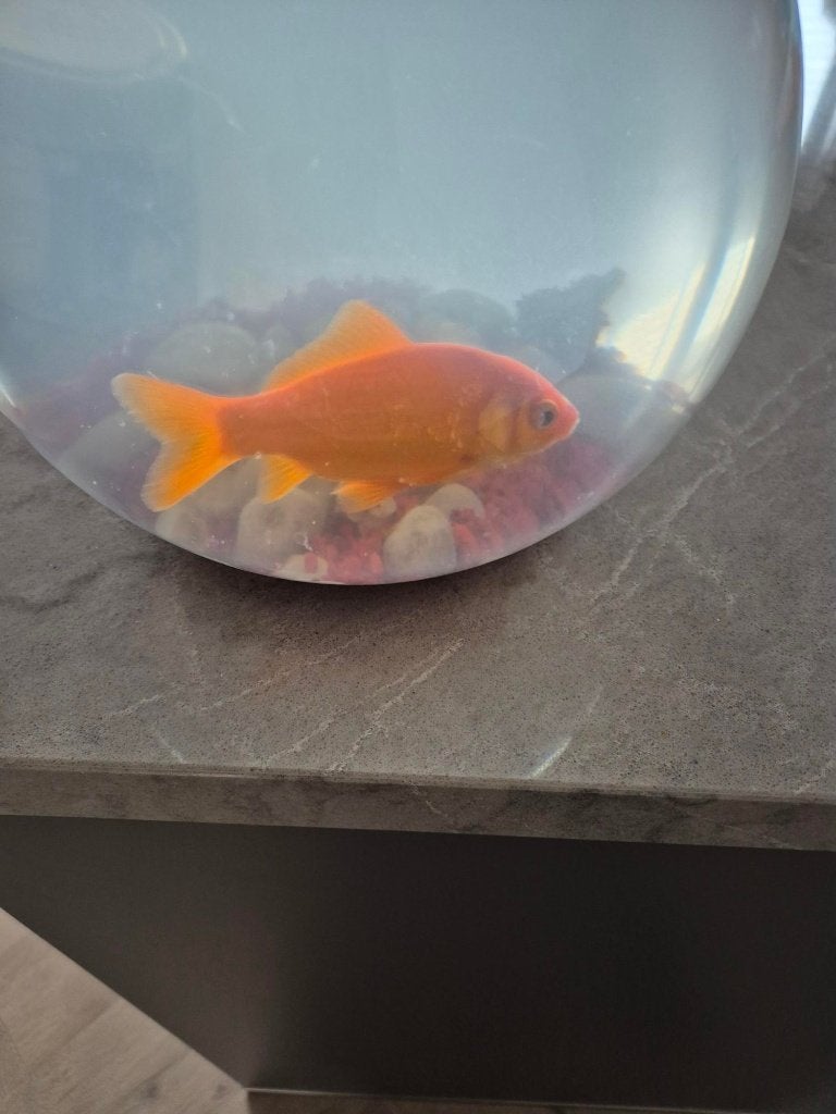 goudvis met kom, Goudvis(sen)