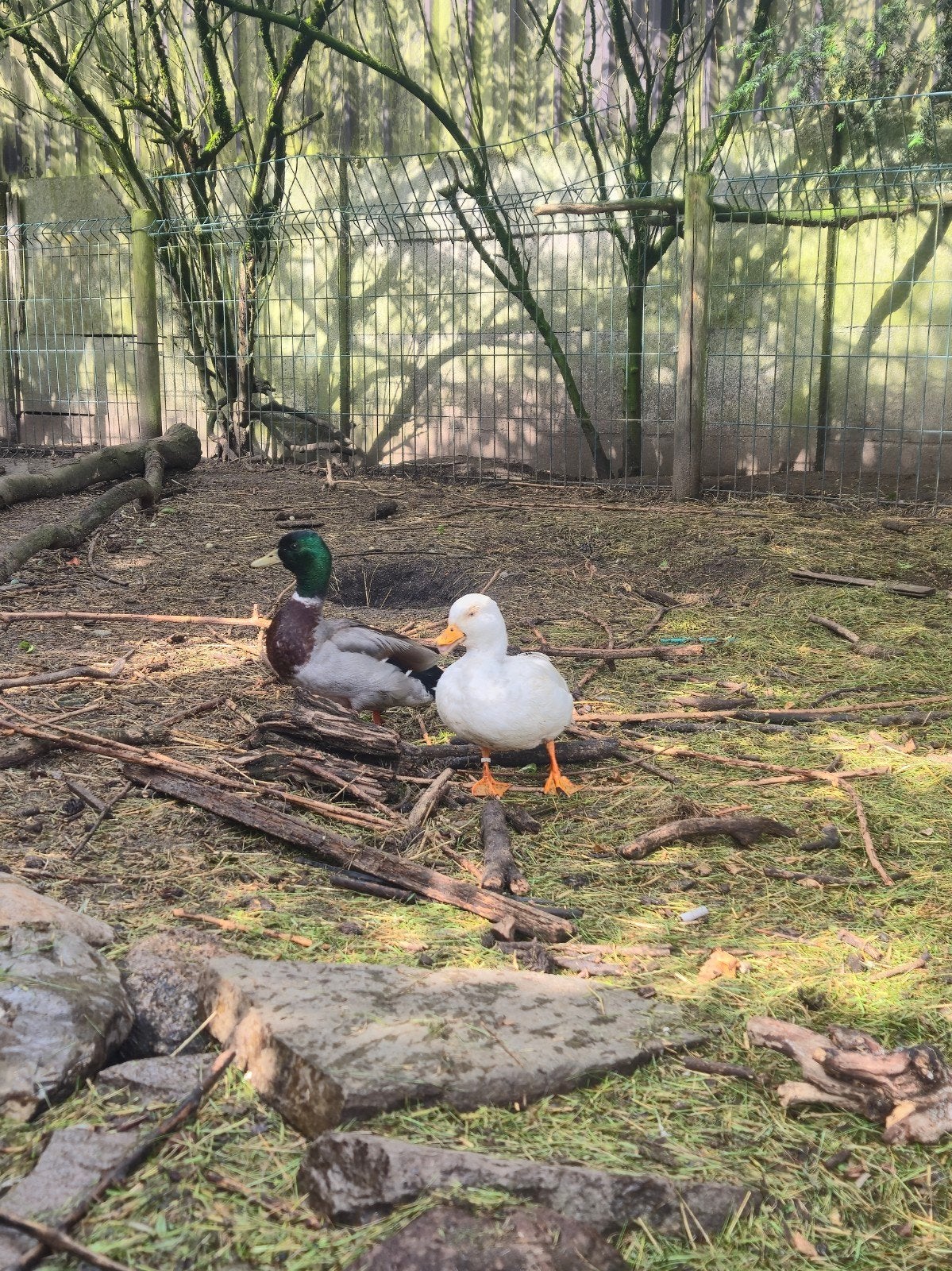 Eenden, Dieren en Toebehoren, Pluimvee