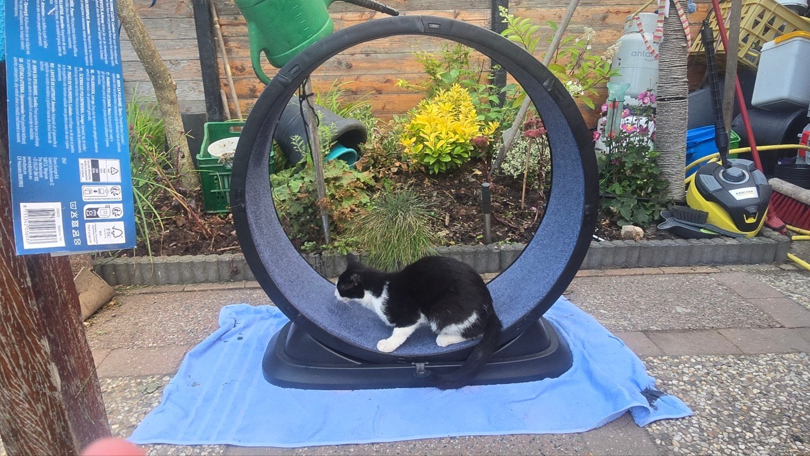 Kattenloopwiel (Treadmill / Kattenrad), Ophalen of Verzenden, Zo goed als nieuw, Overig speelgoed