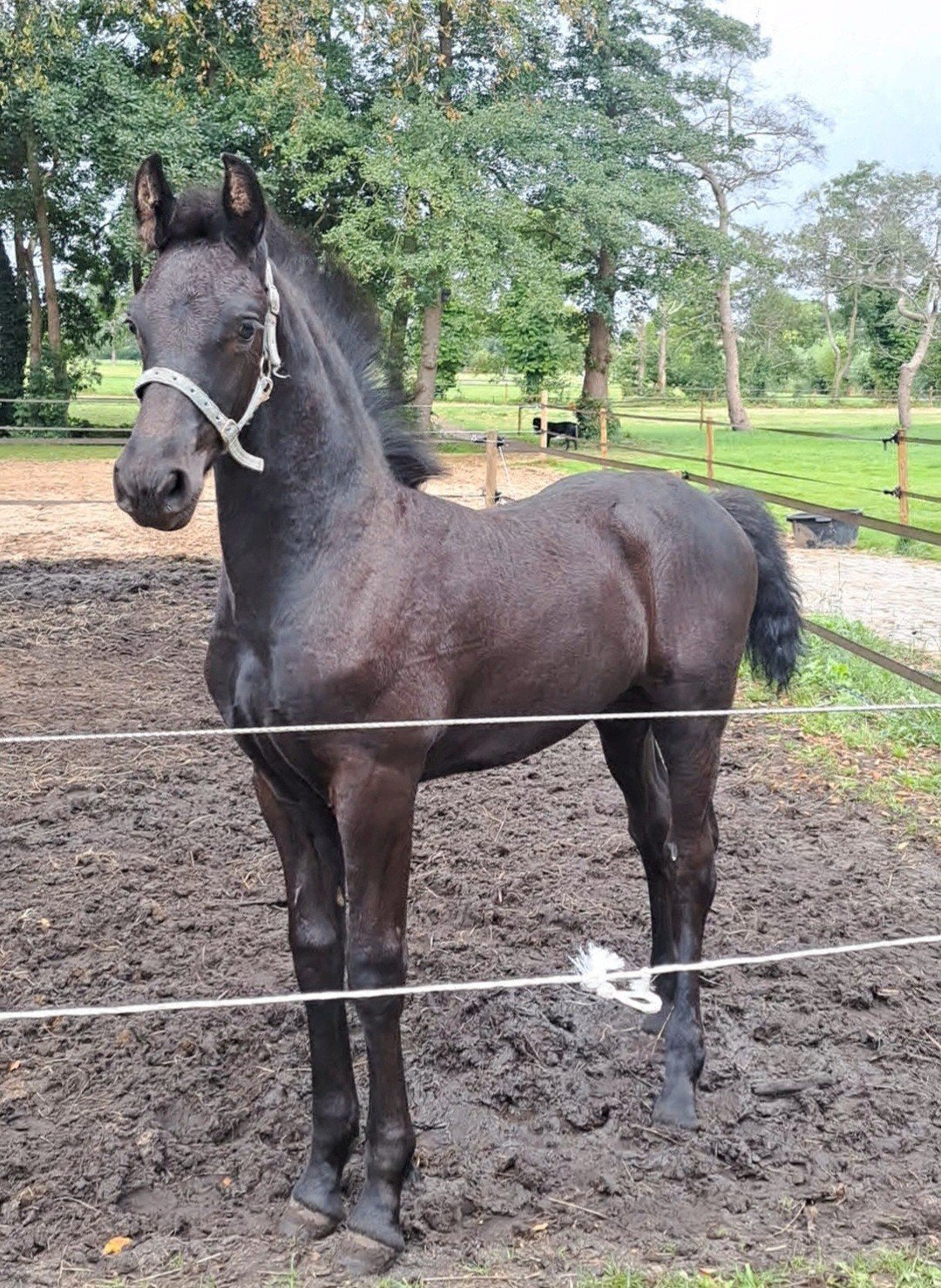 Luxe Fries hengstveulen, Hessel NP fan de Hesterhoeve, Minder dan 160 cm, Niet van toepassing, 0 tot 2 jaar, Hengst
