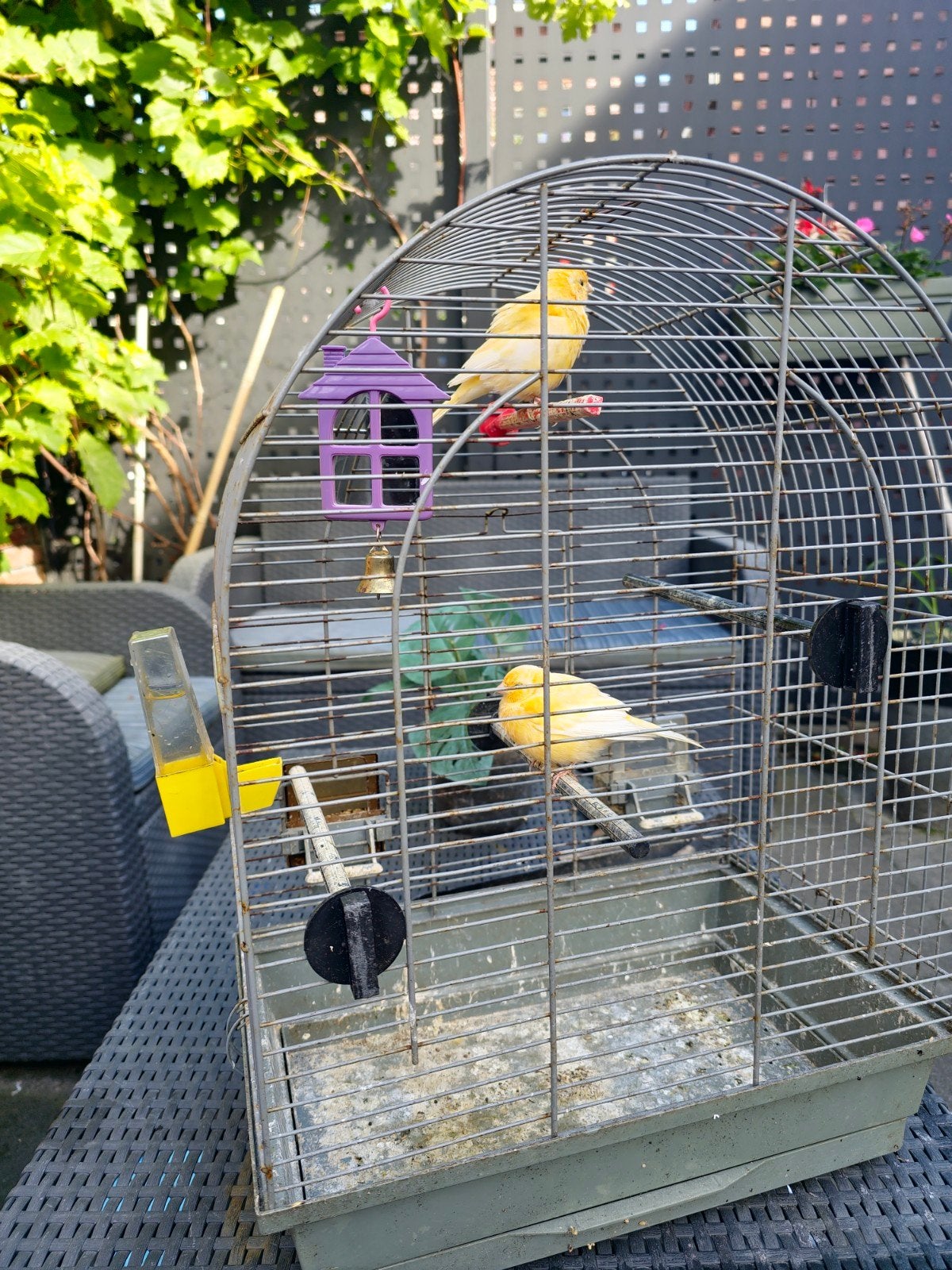 Kanarie met kooi, Mannelijk