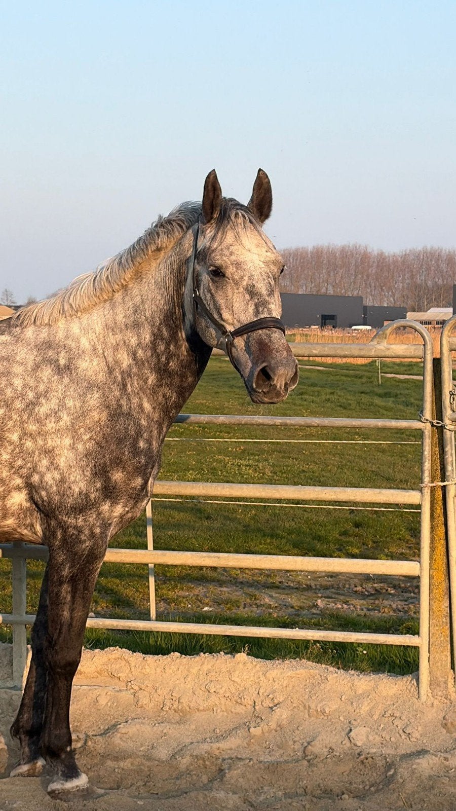 7 jarige allround schimmel bereden en betuigd, Dieren en Toebehoren, Gechipt, B, Ruin, 7 tot 10 jaar
