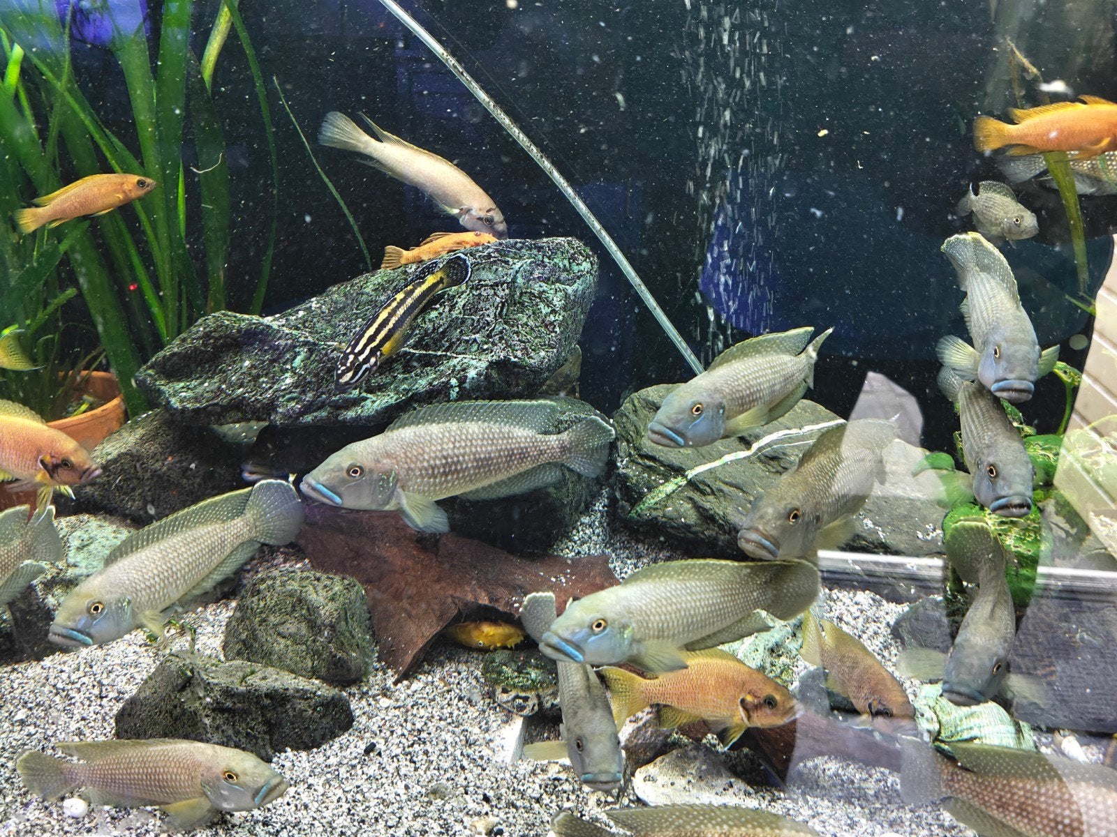 Tanganyika cichliden: Lamprologus Callipterus., Dieren en Toebehoren, Vissen | Aquariumvissen, Vis