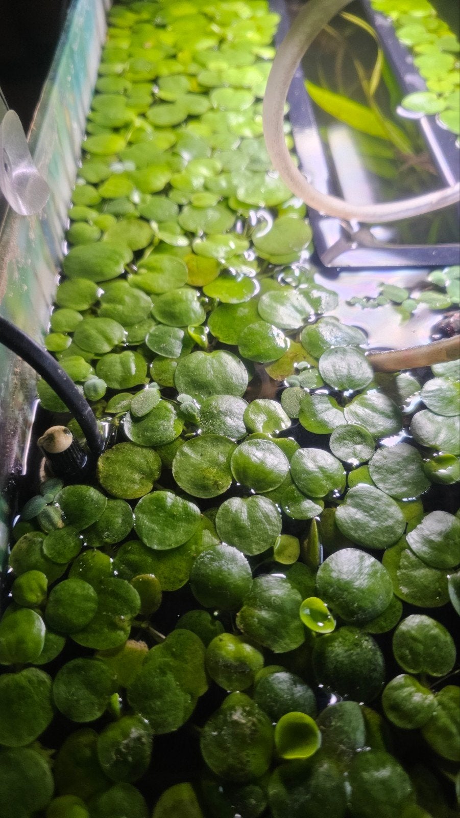 Kikkerbeet / drijfplant voor aquarium én vijver, Ophalen