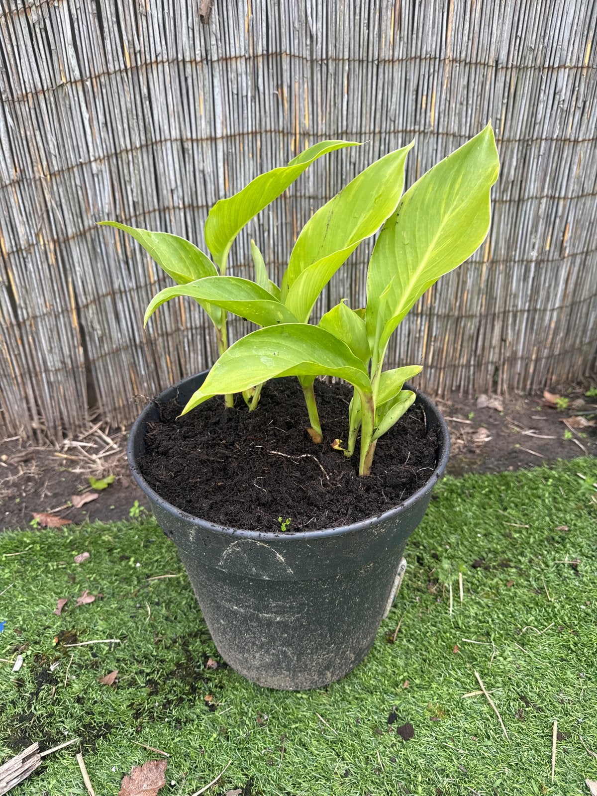 Canna Lelie Planten in Pot - Tropische Sfeer voor uw Tuin, Volle zon, Vaste plant, Zomer, Ophalen
