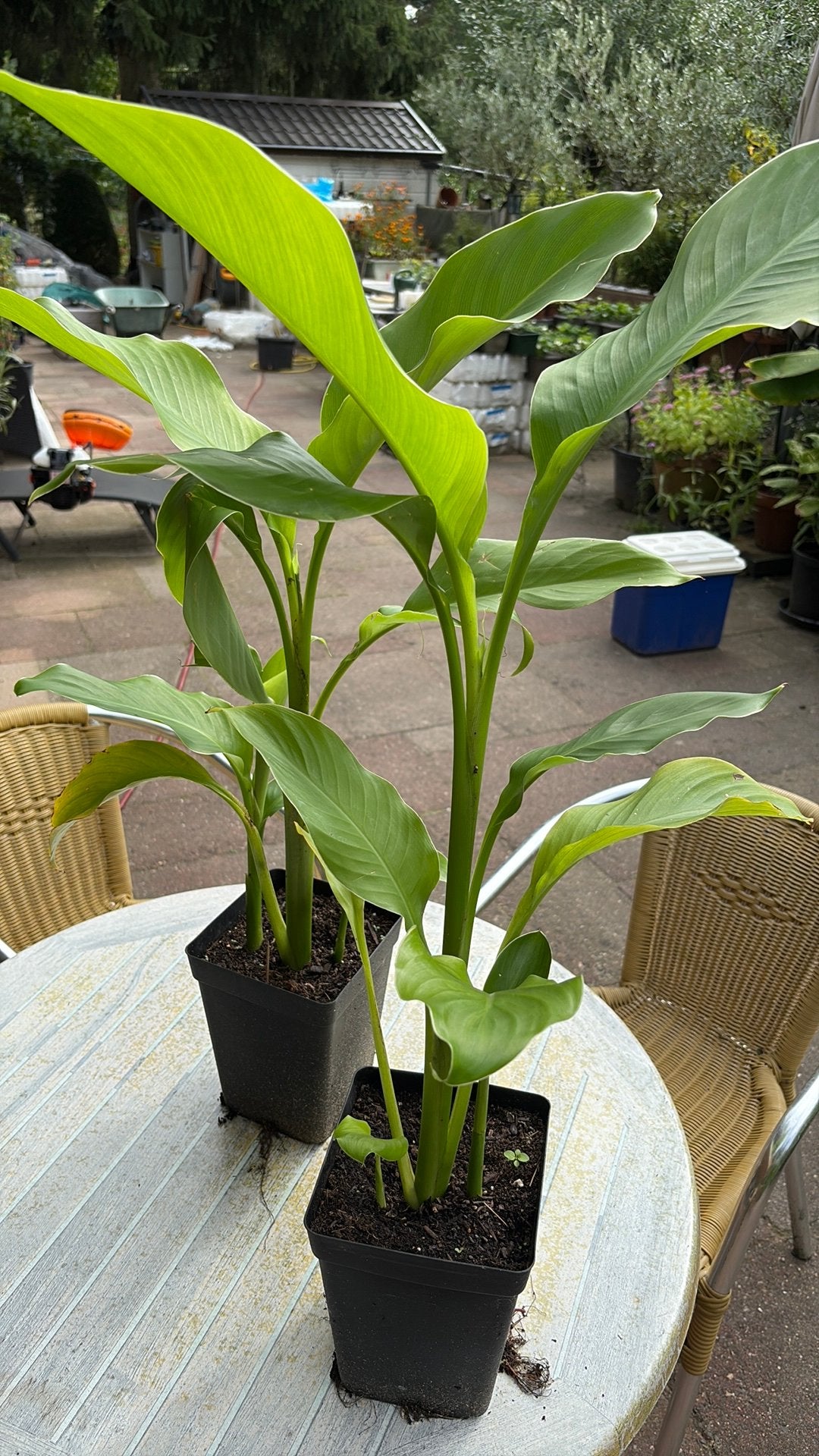 Mooie canna planten, voldoende op voorraad, Tuin en Terras, Ophalen, Overige soorten, Volle zon