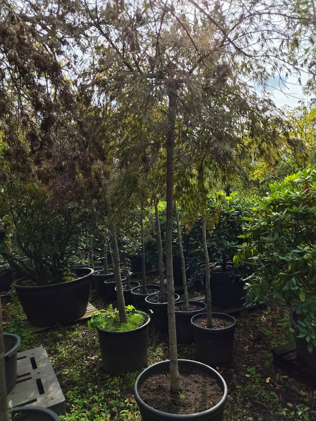 Acer palmatum Garnet hoogstam - Japanse esdoorn, Bloeit niet, Halfschaduw, Overige soorten, 250 tot 400 cm