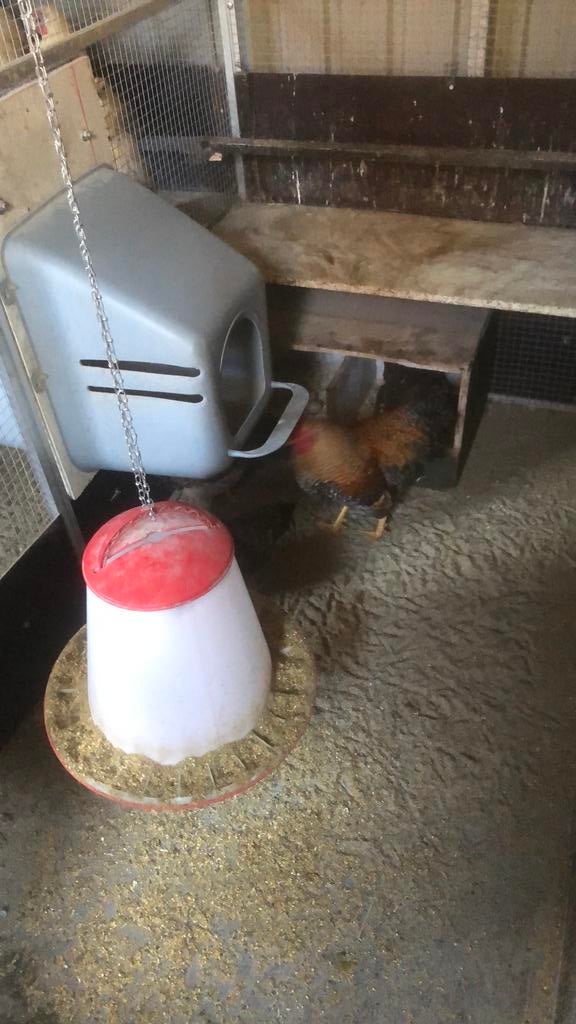 Bielerfelder kriel, Dieren en Toebehoren, Meerdere dieren, Kip