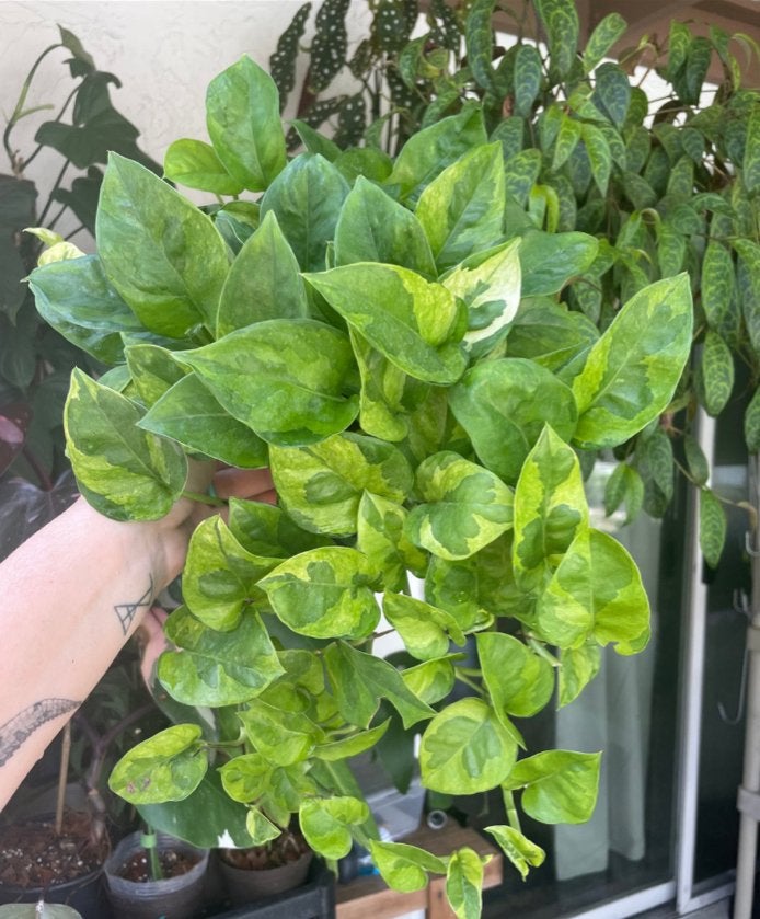 Scindapsus Lemon Meringue Bladstekjes, Huis en Inrichting, Kamerplanten, Overige soorten, Minder dan 100 cm, Groene kamerplant
