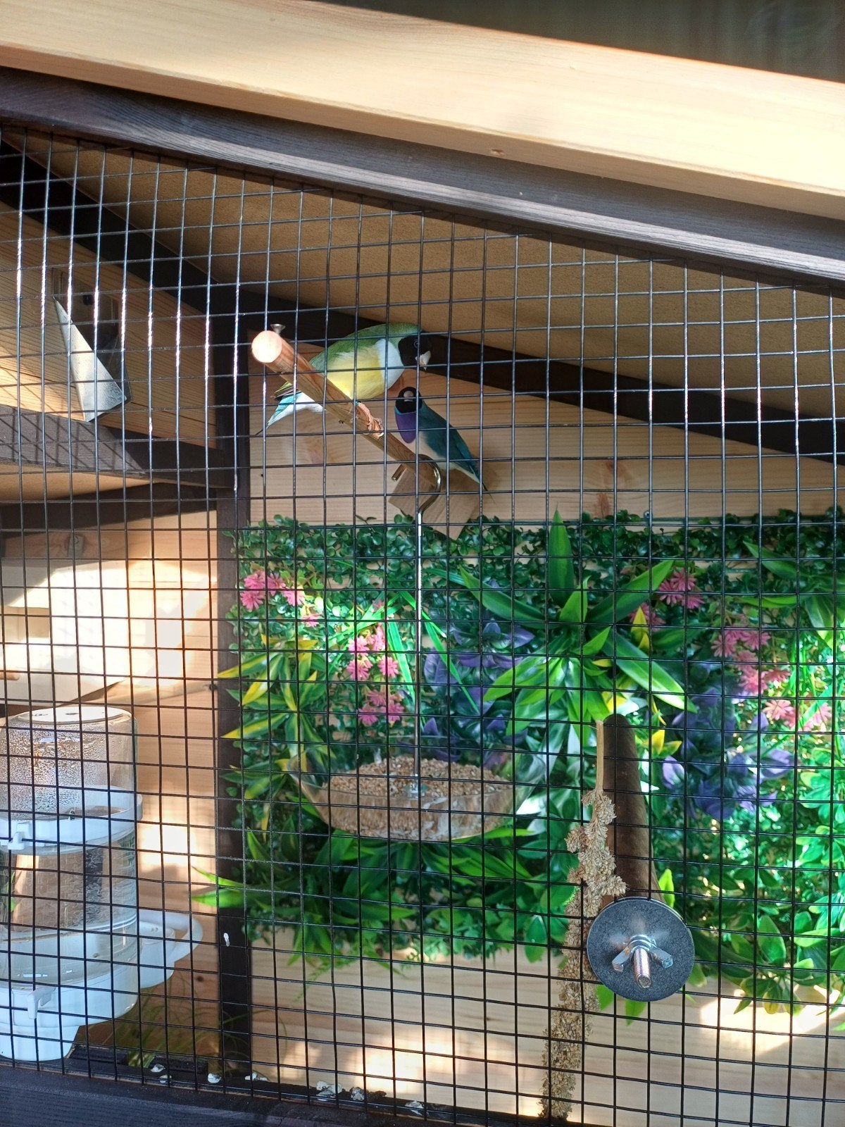 Te koop 2 hele mooie koppels goulds amedine, Dieren en Toebehoren, Meerdere dieren, Tropenvogel, Geringd