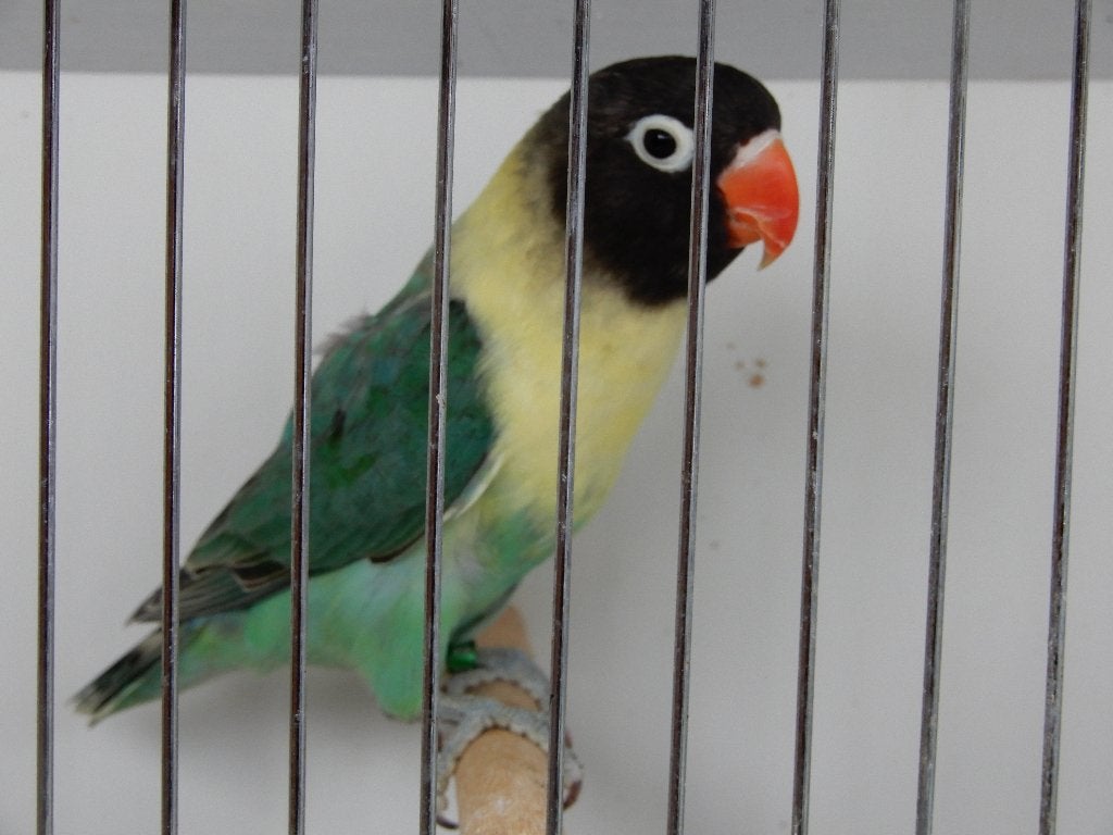 Dwergpapegaaitjes (Agapornis Personata), Geslacht onbekend, Dwergpapegaai of Agapornis, Geringd