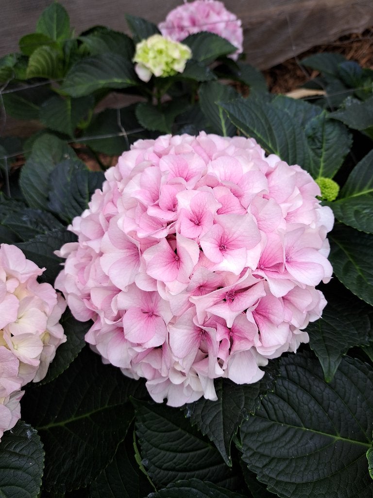 te koop hortensia struiken, Tuin en Terras, Ophalen, Hortensia, Struik, Minder dan 100 cm