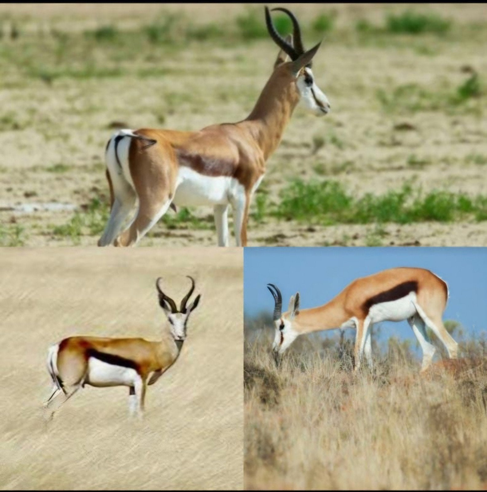 Schedel met onderkaak Afrikaanse Springbok / Skull Geraamte, Ophalen of Verzenden, Wild dier, Schedel