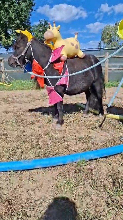 Foto 3 van 2 brave shetlander ruintjes! 🩵🩵 2 jaar oud