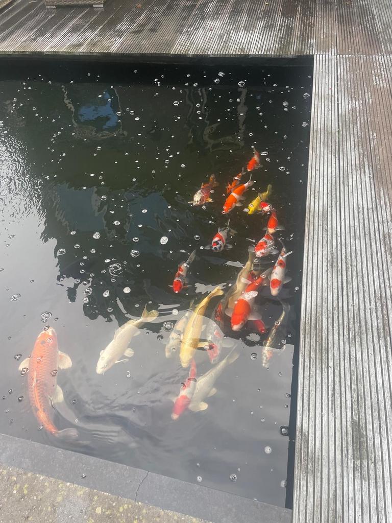 Koi karper, Dieren en Toebehoren, Karper of Koi