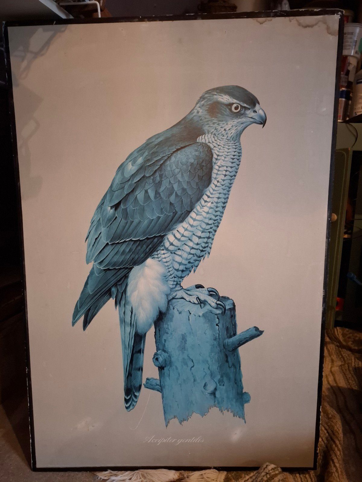 Vintage schoolplaat Sperwer (Accipiter gentilis), Ophalen of Verzenden