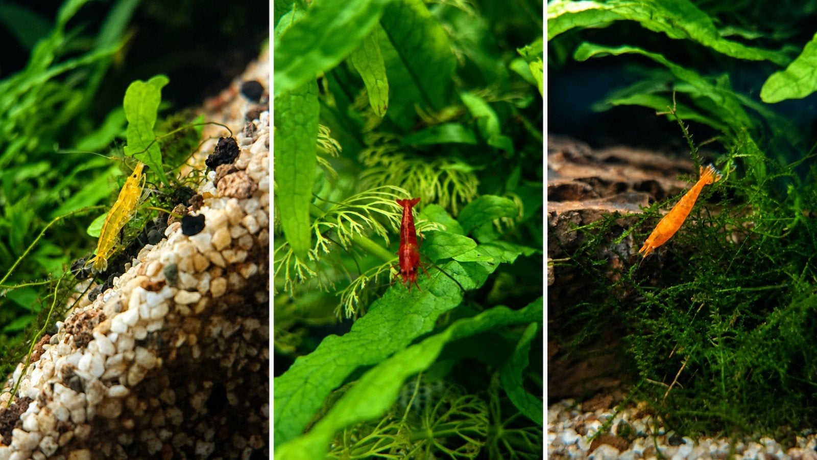 🦐 Neocaridina garnalen – diverse kleuren – eigen kweek
Gezo, Kreeft, Krab of Garnaal, Zoetwatervis, Schoolvis