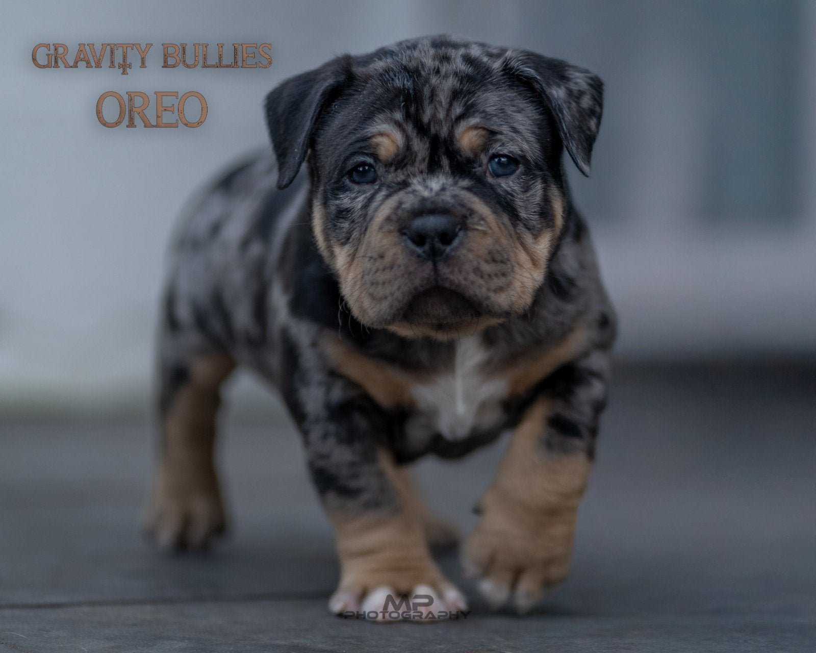 American Bully XL en pocket Dekreu Merle Tricolor, België, Fokker | Hobbymatig, Reu, 1 tot 2 jaar