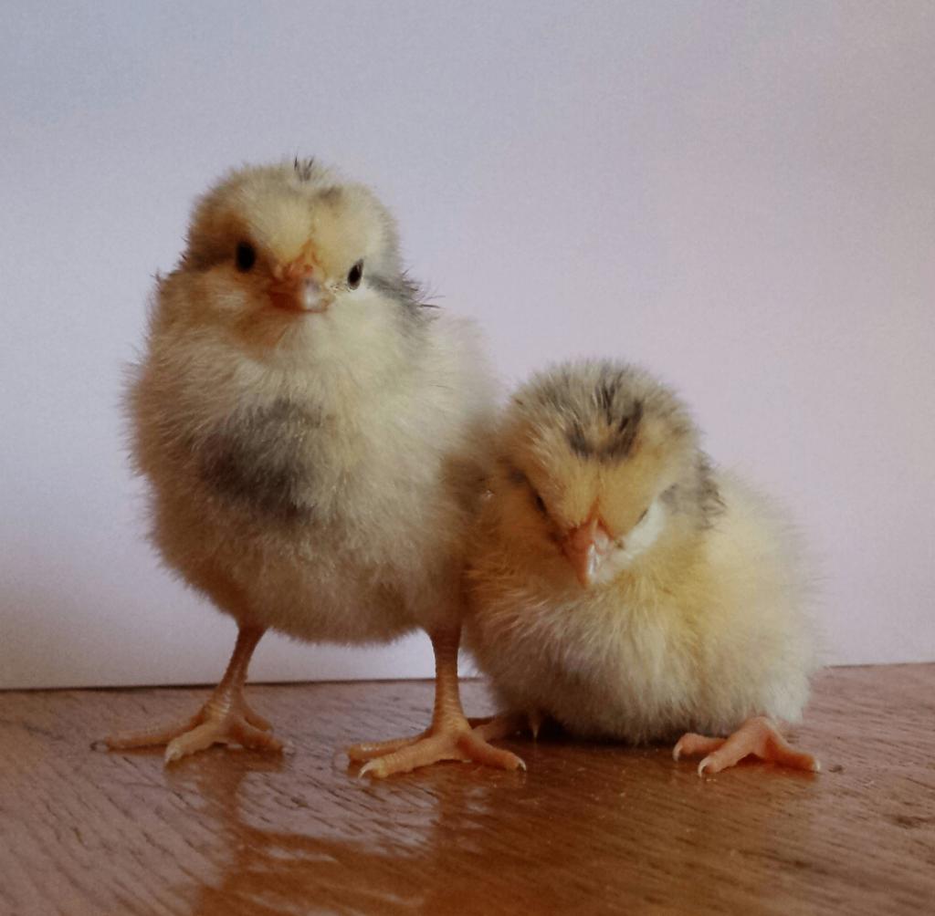 Broedeieren van Lakenvelder kippen., Dieren en Toebehoren, Pluimvee, Geslacht onbekend, Kip