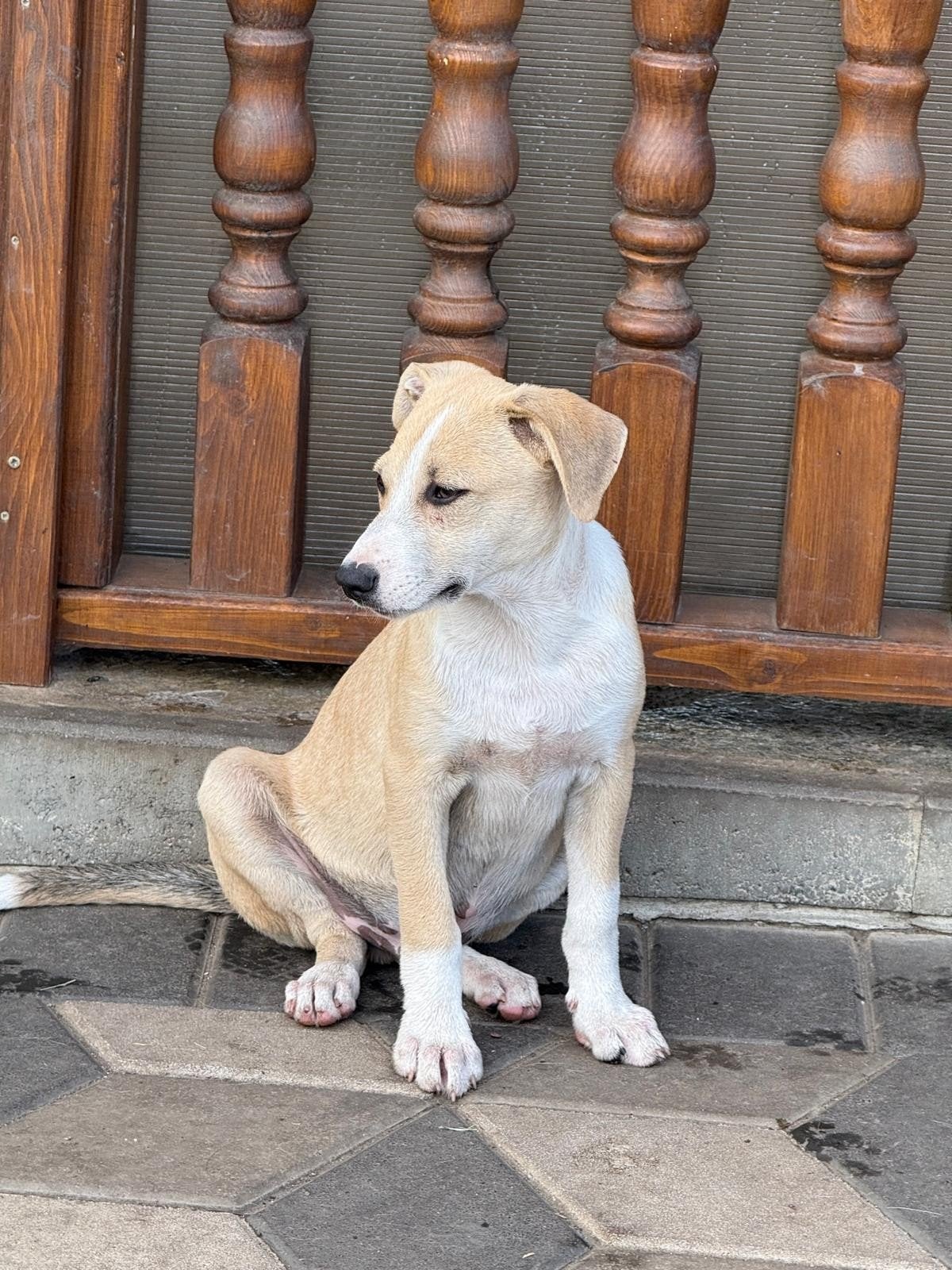 reu middelmaat Duke zoekt een thuis, Dieren en Toebehoren, Honden | Niet-rashonden, Particulier, 15 weken tot 1 jaar, Reu, Buitenland