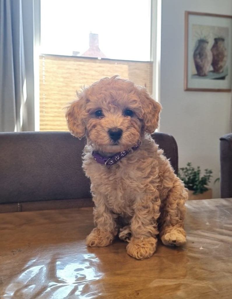 Prachtige, perfect gesocialiseerde toy poedel pups, Poedel, Parvo, 8 tot 15 weken, Meerdere
