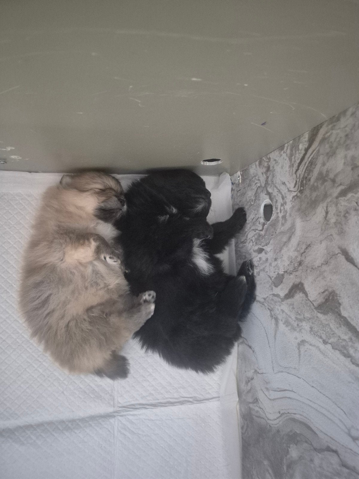 Pomeriaan pups NL, Meerdere dieren, Gechipt, 0 tot 2 jaar