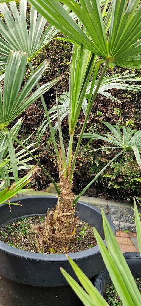 Foto 2 van Trachycarpus Fortunei    AANBIEDING