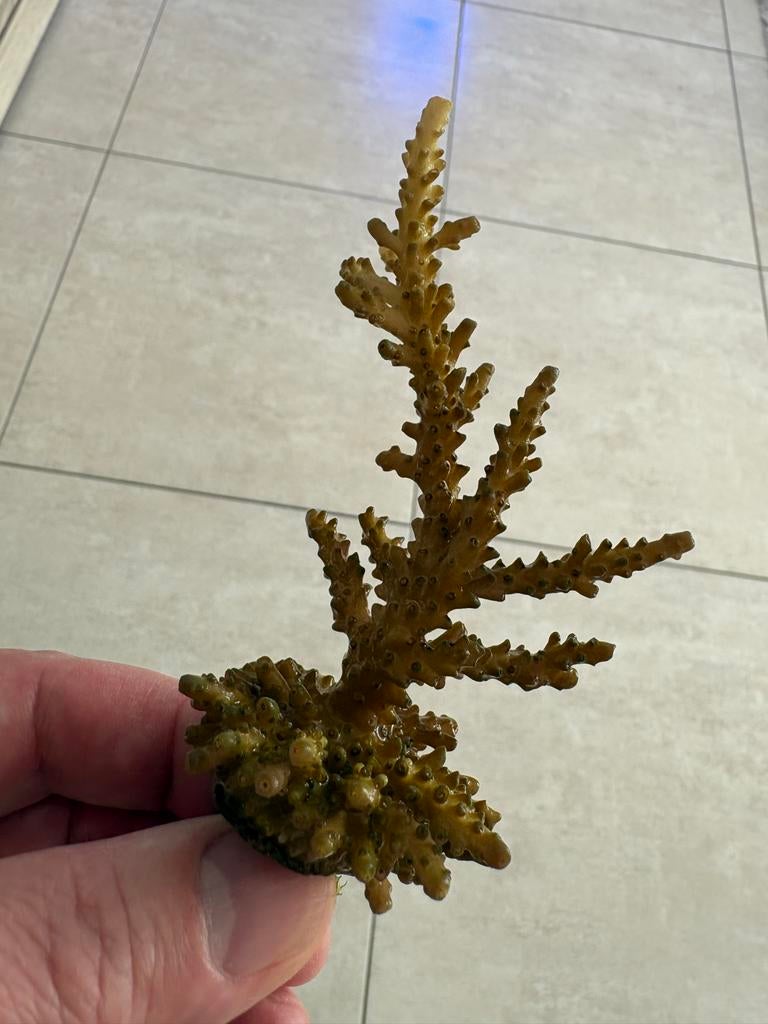 Koraal stek groene Acropora., Dieren en Toebehoren, Overige typen