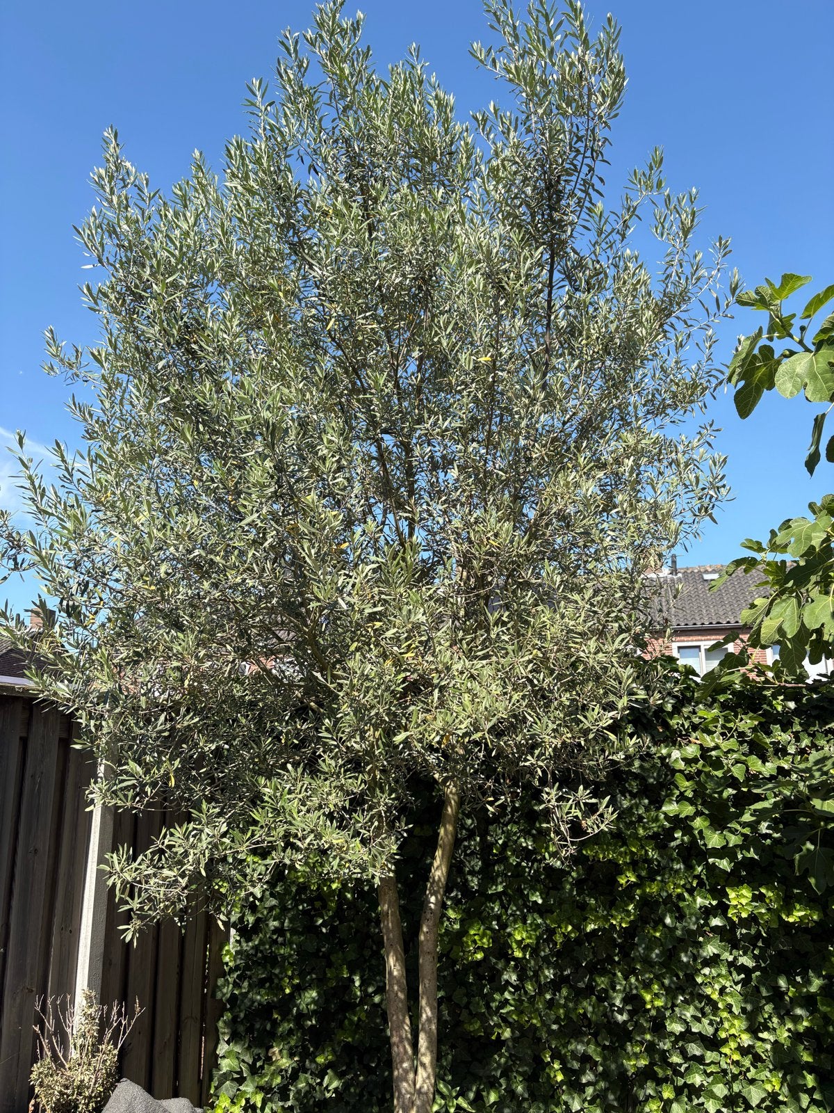 Grote Olijfboom - Perfect voor Mediterrane Sfeer, Ophalen of Verzenden, Lente, Olijfboom, 250 tot 400 cm