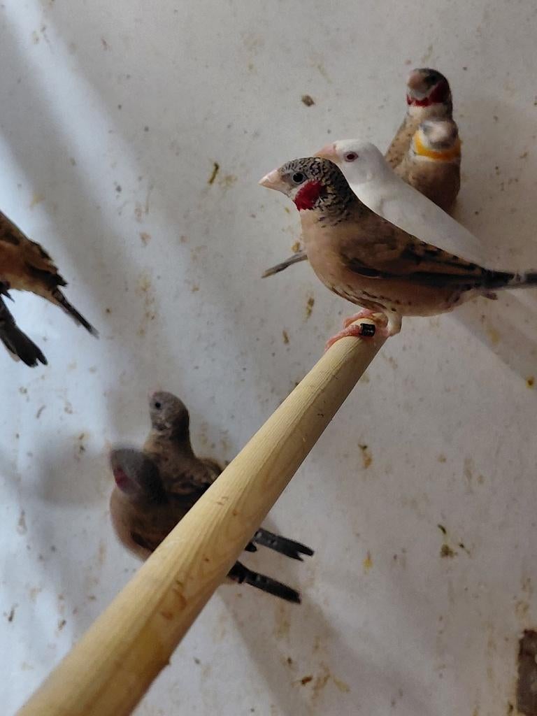 Bandvink l koppels l wildkleur x wit, Dieren en Toebehoren, Vogels | Overige Vogels, Meerdere dieren, Wildzangvogel, Geringd