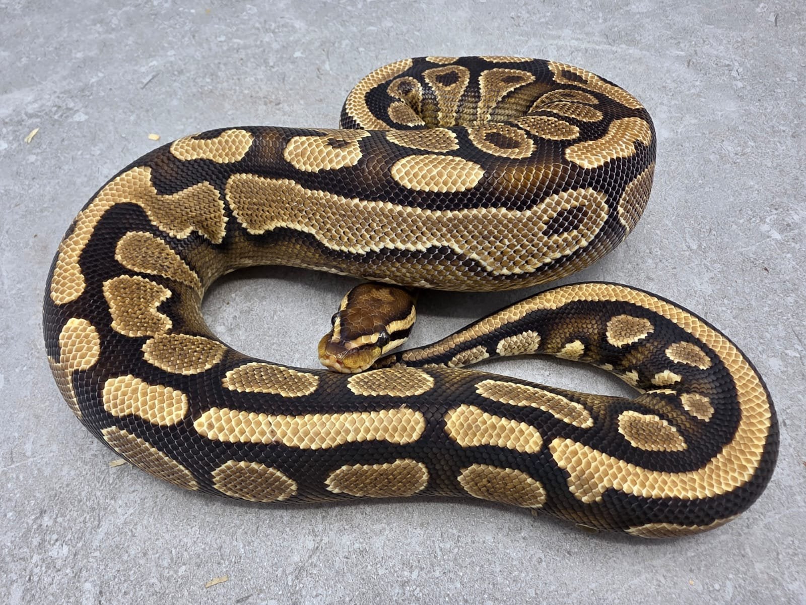 Special Yellow Belly 66% het Pied  vrouw koningspython Ball Python - female for sale from willems