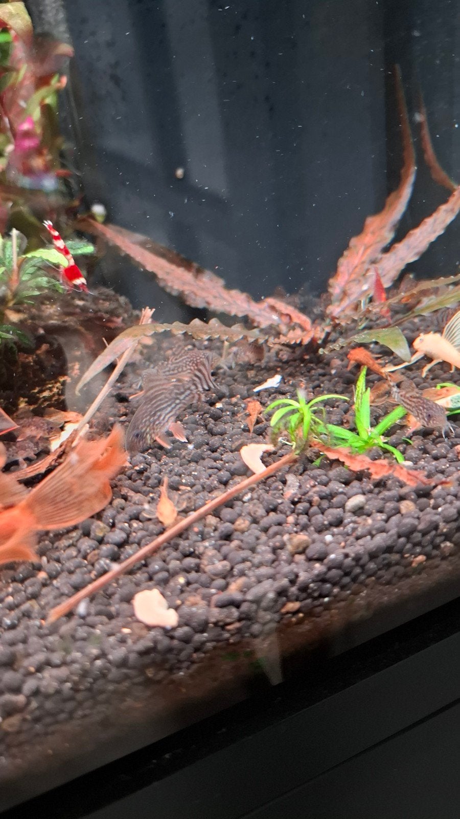 Jonge coridoras sterbai, Dieren en Toebehoren, Vissen | Aquariumvissen, Vis
