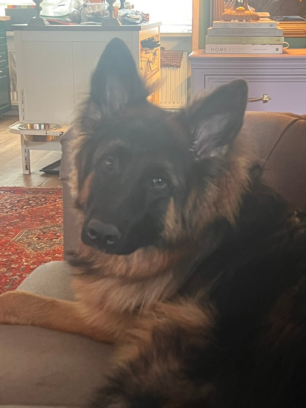 Oud duitse herder 9 maanden FCI stamboom, 15 weken tot 1 jaar, Reu, Parvo, Eén hond