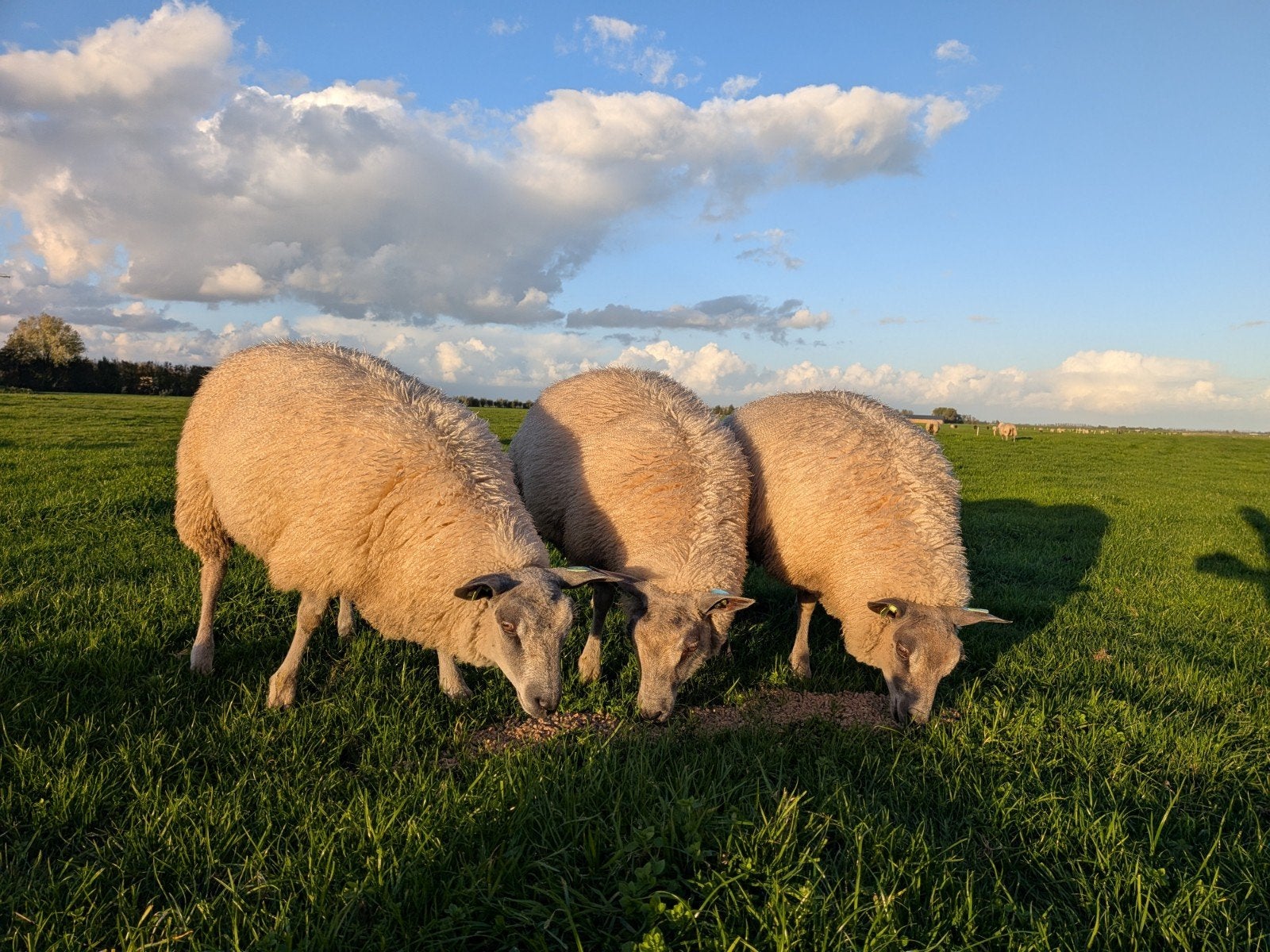 Bleu du Maine * BoerenTexelaar ooien jaarling, Vrouwelijk, Schaap