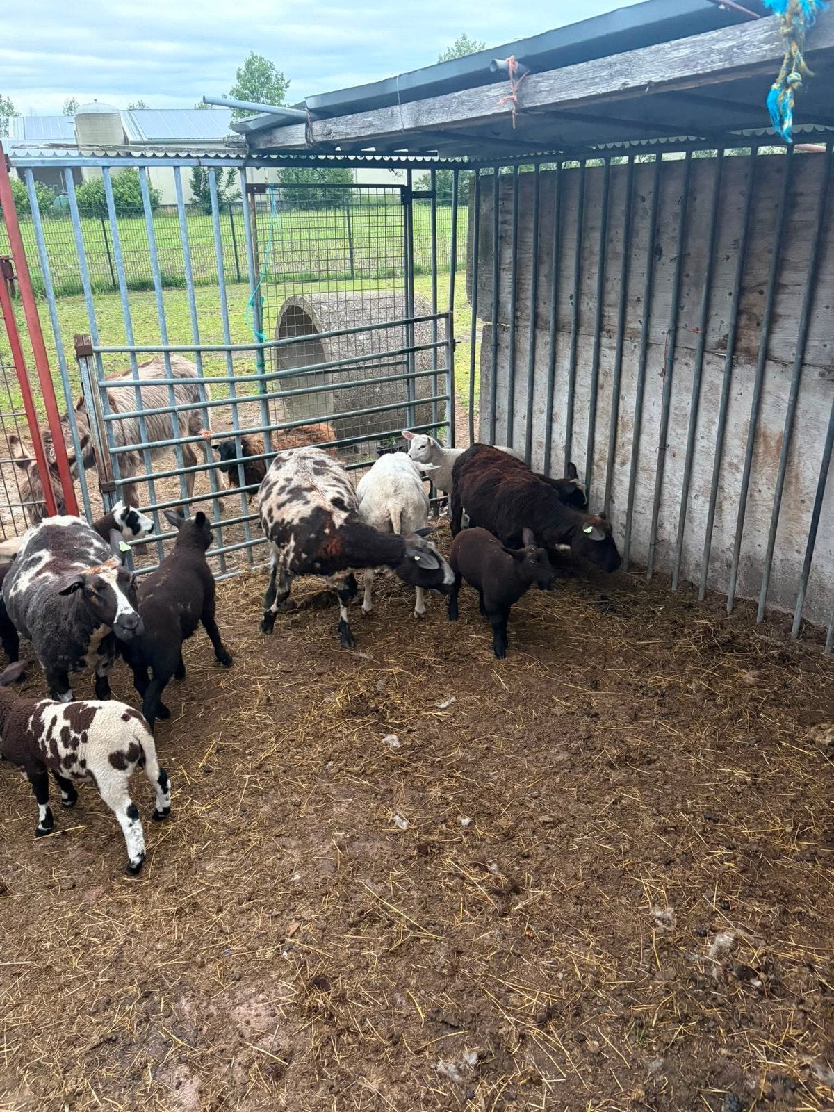 18 Bonte schapen, Dieren en Toebehoren, Schapen, Geiten en Varkens, Vrouwelijk, Schaap