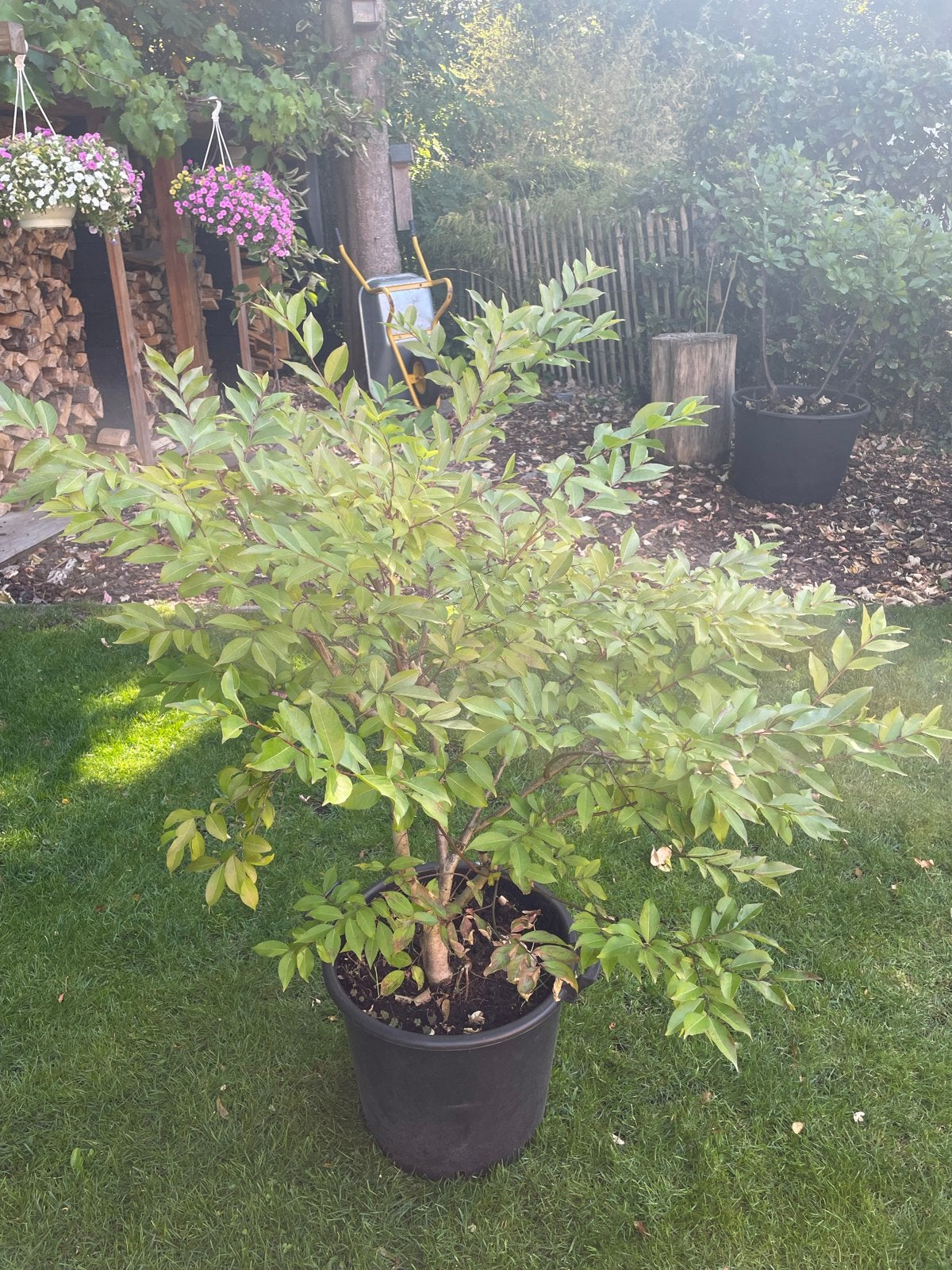 Lagestroemia indica - potgekweekt, meerstam (100x100 cm), Volle zon, Vaste plant, Zomer, Ophalen