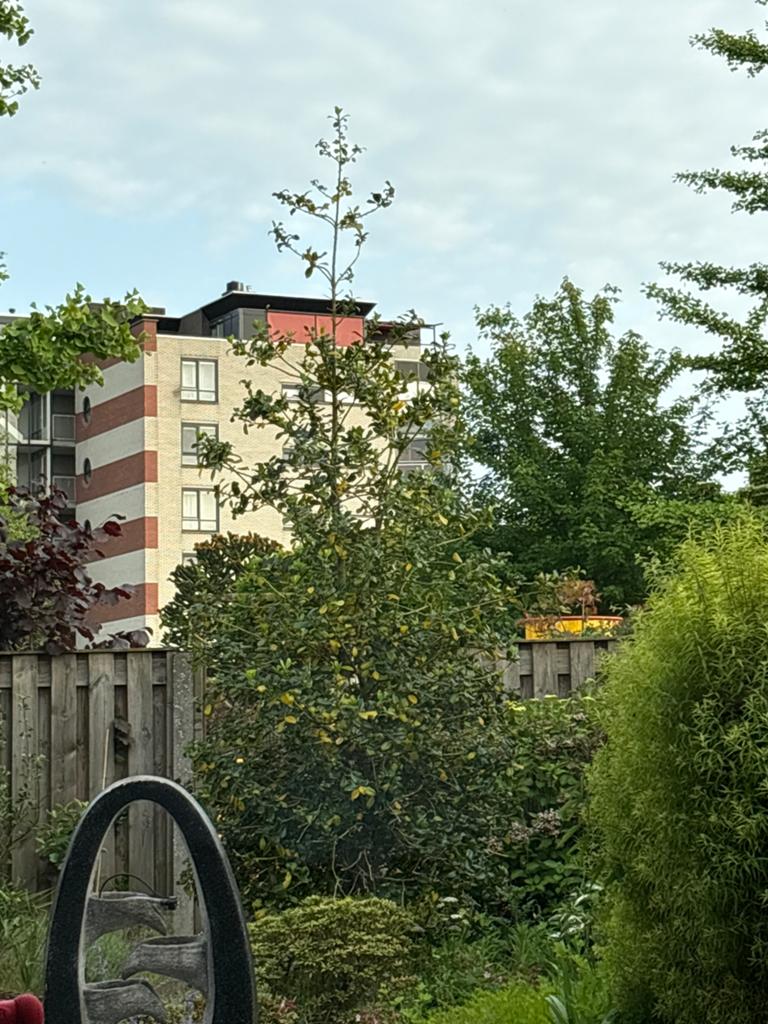 Hulst 3 meter gratis afhalen, zelf uitscheppen, Vaste plant, Bloeit niet, Halfschaduw, Ophalen