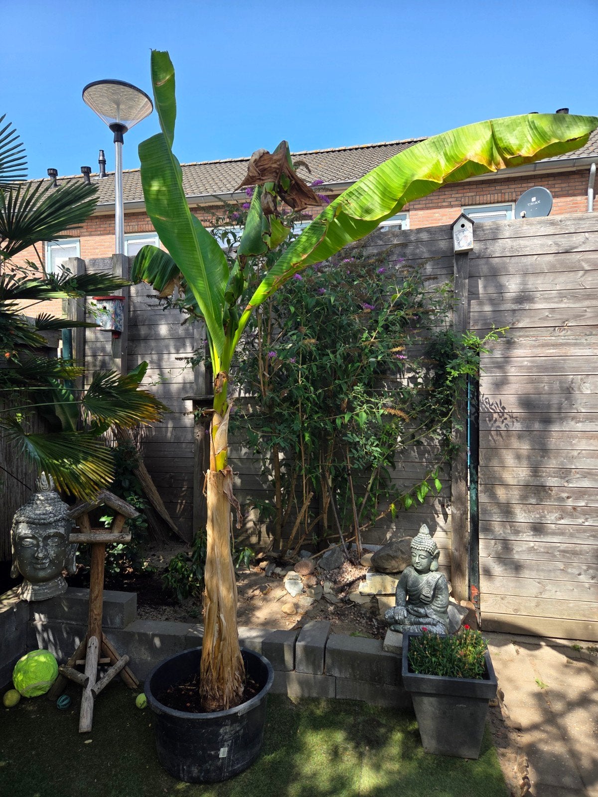 Grote bananenplant (Musa Basjoo) in pot, Tuin en Terras, Overige soorten, Volle zon, Vaste plant, Ophalen of Verzenden