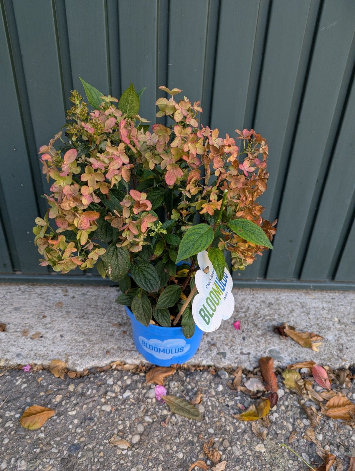 Partij van 14 dwerg pluim Hortensia's, Overige soorten, Vaste plant, Ophalen of Verzenden, Halfschaduw