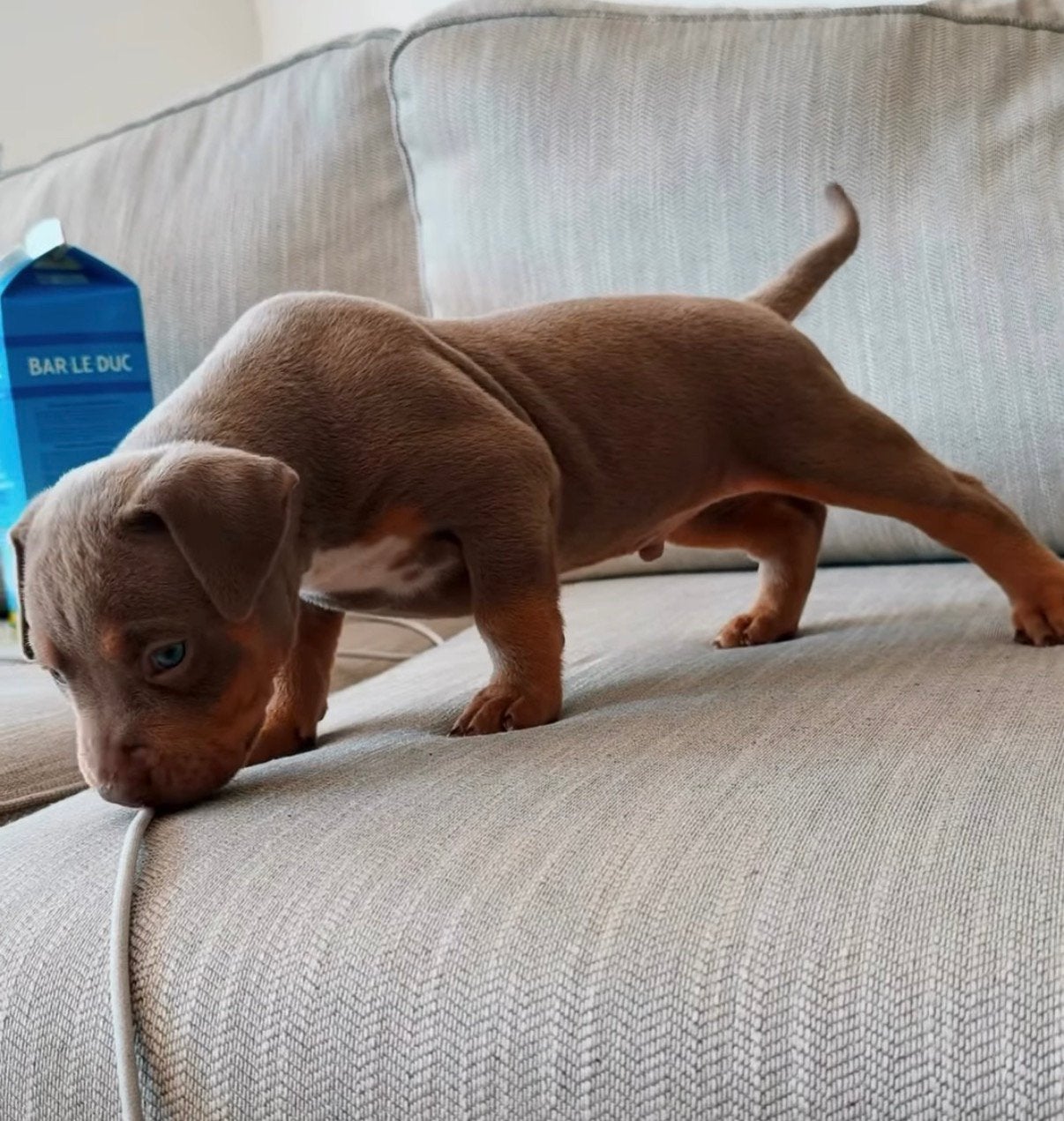 AMERICAN BULLY XL PUPPYS 24 JUNI GEBOREN, Dieren en Toebehoren, Honden | Bulldogs, Pinschers en Molossers, 8 tot 15 weken, Bulldog
